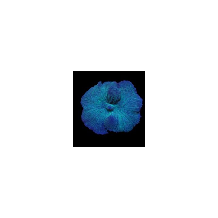 Rhodactis spp. (Blue) (1 ear) | pehmytkoralli | Akvaariokei…