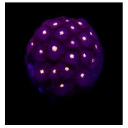 Zoanthus spp. (Black Hole Sun) (frag) | pehmytkoralli | Akv…