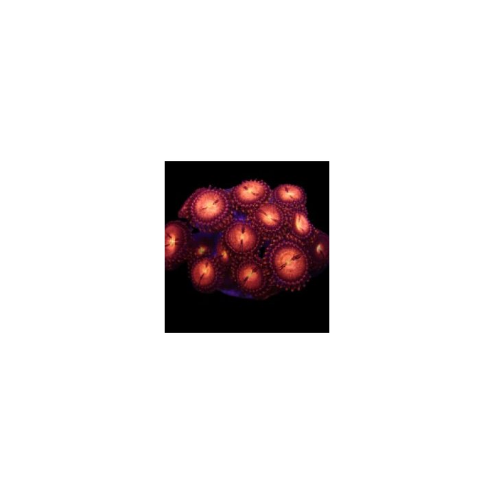Zoanthus spp. (Alien Explosion) (frag) | pehmytkoralli | Ak…
