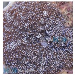 Rhodactis indosinensis (Blue) (1 ear) | pehmytkoralli | Akv…