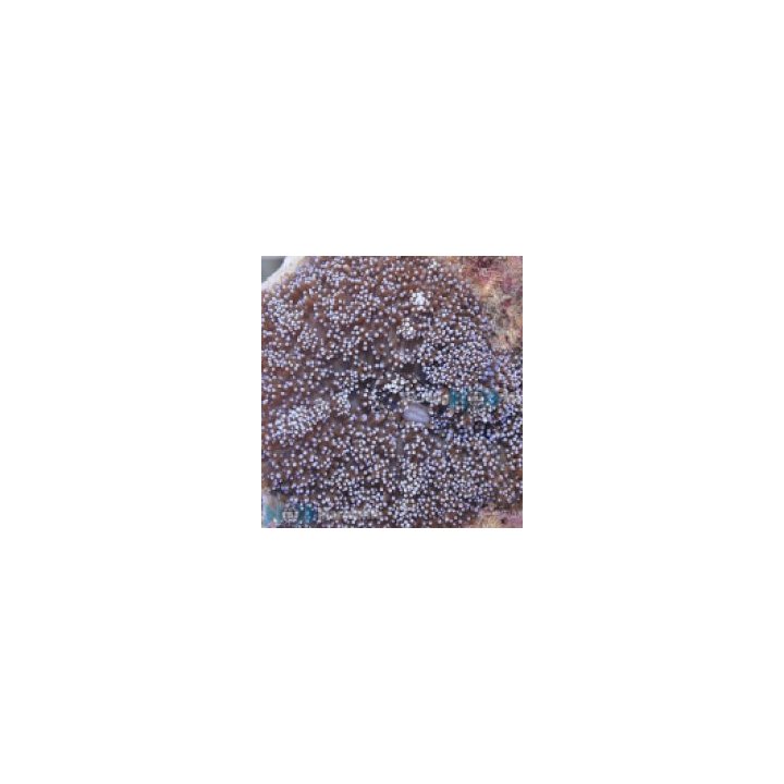 Rhodactis indosinensis (Blue) (1 ear) | pehmytkoralli | Akv…