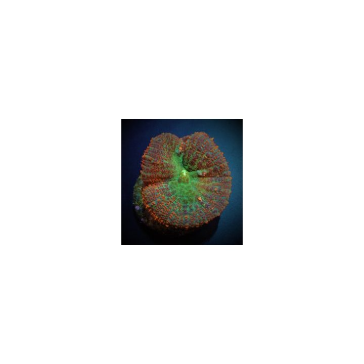 Rhodactis spp. (Orange) (1 ear) | pehmytkoralli | Akvaariok…