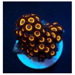 Zoanthus spp. (Johnny Pumpkin) (frag) | pehmytkoralli | Akv…