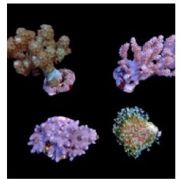 Assorted soft corals (frag) | pehmytkoralli | Akvaariokeidas