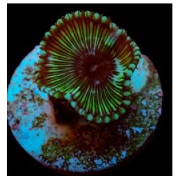 Palythoa grandis (Premium) (frag) (p/p) | pehmytkoralli | A…