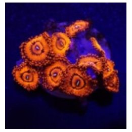 Zoanthus spp. (Valentines Day Massacre) (frag) | pehmytkora…