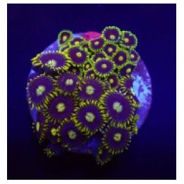 Zoanthus spp. (Blueberry Pie) (frag) | pehmytkoralli | Akva…