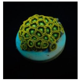 Zoanthus spp. (Radioactive Dragon Eye) (frag) | pehmytkoral…