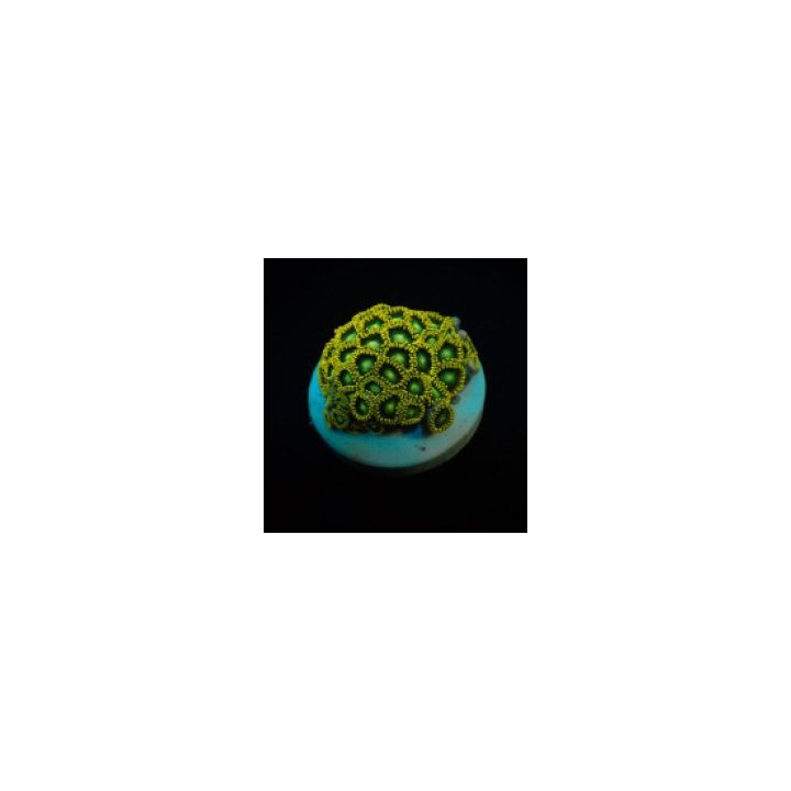 Zoanthus spp. (Radioactive Dragon Eye) (frag) | pehmytkoral…