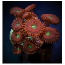 Zoanthus spp. (Magician) (frag) | pehmytkoralli | Akvaariok…