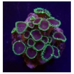 Palythoa spp. (Purple Death) (frag) | pehmytkoralli | Akvaa…