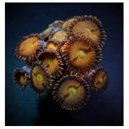 Zoanthus spp. (Halle Berry) (frag) | pehmytkoralli | Akvaar…