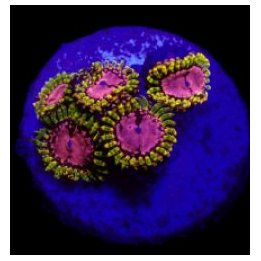Zoanthus spp. (WWC Purple Monster) (frag) | pehmytkoralli |…