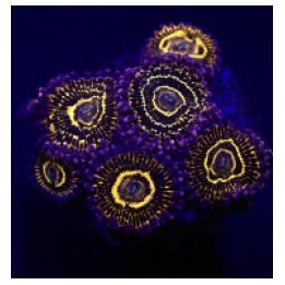 Zoanthus spp. (Stratosphere) (6 Polyps) | pehmytkoralli | A…