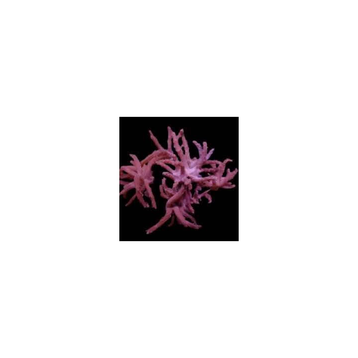 Paralemnalia spp. (frag) | pehmytkoralli | Akvaariokeidas