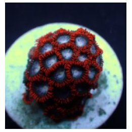Zoanthus spp. (Fire and Ice) (frag) | pehmytkoralli | Akvaa…