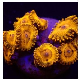 Zoanthus spp. (Gold Maul) (frag) | pehmytkoralli | Akvaario…