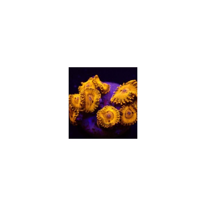 Zoanthus spp. (Gold Maul) (frag) | pehmytkoralli | Akvaario…