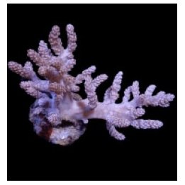 Capnella spp. (frag) | pehmytkoralli | Akvaariokeidas