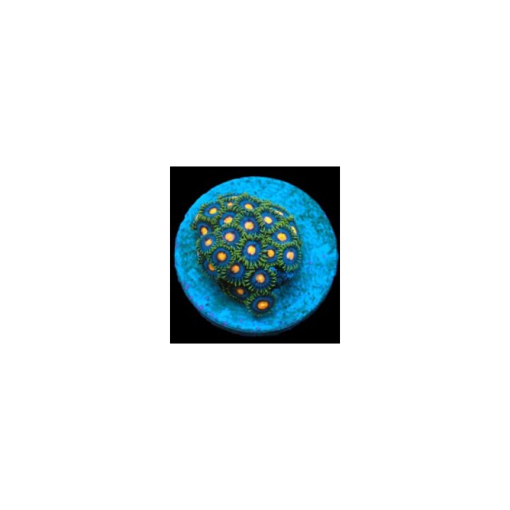 Zoanthus spp. (Blow Pop) (frag) | pehmytkoralli | Akvaariok…