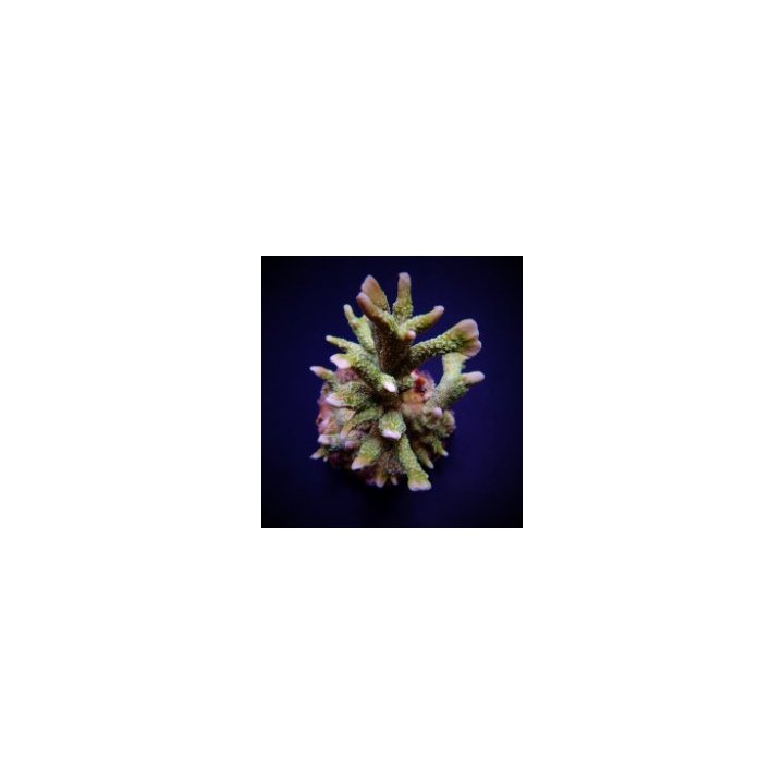Montipora stellata | SPS-kivikoralli | Akvaariokeidas