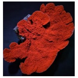 Montipora spp. (Laminar) (Orange-Red) | SPS-kivikoralli | A…