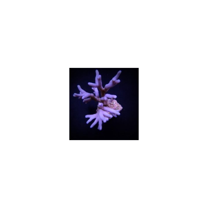 Montipora spp. (Branched) (Blue-Purple) | SPS-kivikoralli |…
