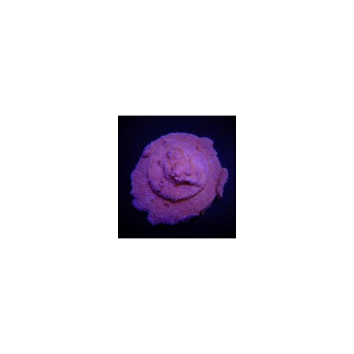 Montipora spp. (Encrusting) (Red polyp) | SPS-kivikoralli |…