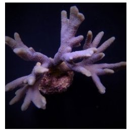 Montipora spp. (Branched) (Blue polyp) | SPS-kivikoralli | …