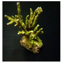 Montipora spp. (Branched) (Green) | SPS-kivikoralli | Akvaa…