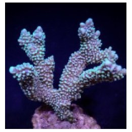 Montipora capitata | SPS-kivikoralli | Akvaariokeidas