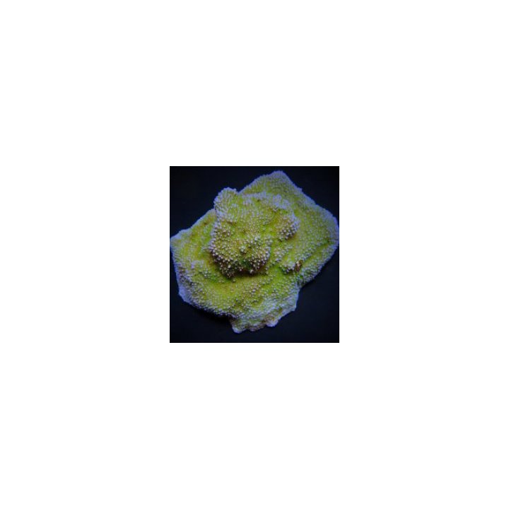 Montipora spp. (Encrusting) (Green polyp) | SPS-kivikoralli…
