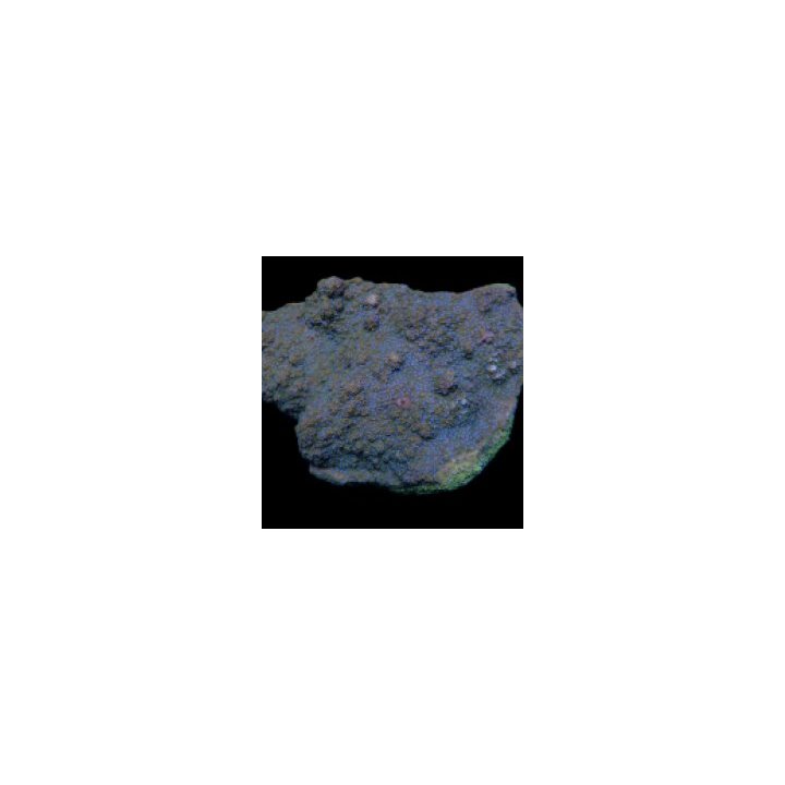 Montipora spp. (Encrusting) (Purple-Pink polyp) | SPS-kivik…