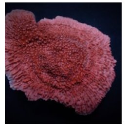 Montipora spp. (Snow Cap) | SPS-kivikoralli | Akvaariokeidas