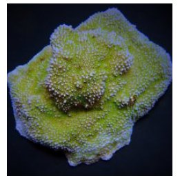 Montipora spp. (Encrusting) (Green polyp) | SPS-kivikoralli…