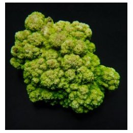 Montipora spp. (Encrusting) (Green) | SPS-kivikoralli | Akv…