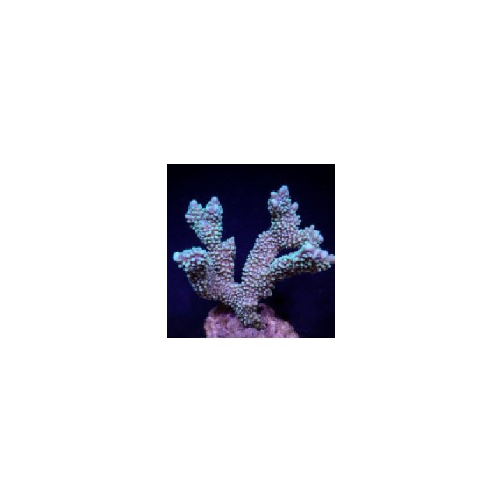 Montipora capitata | SPS-kivikoralli | Akvaariokeidas