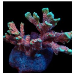 Montipora spp. (Branched) (Forest Fire) | SPS-kivikoralli |…