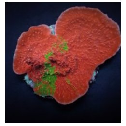 Montipora foliosa (Grafted) | SPS-kivikoralli | Akvaariokei…
