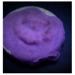 Montipora spp. (Encrusting) (Purple-Blue) | SPS-kivikoralli…