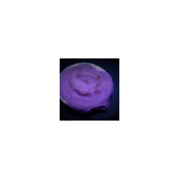 Montipora spp. (Encrusting) (Purple-Blue) | SPS-kivikoralli…