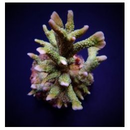 Montipora stellata | SPS-kivikoralli | Akvaariokeidas