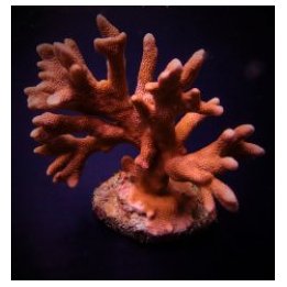 Montipora spp. (Branched) (Orange-Red) | SPS-kivikoralli | …