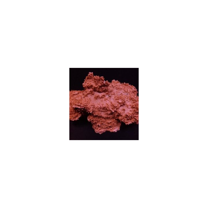 Montipora spp. (Encrusting) (Orange-Red) | SPS-kivikoralli …