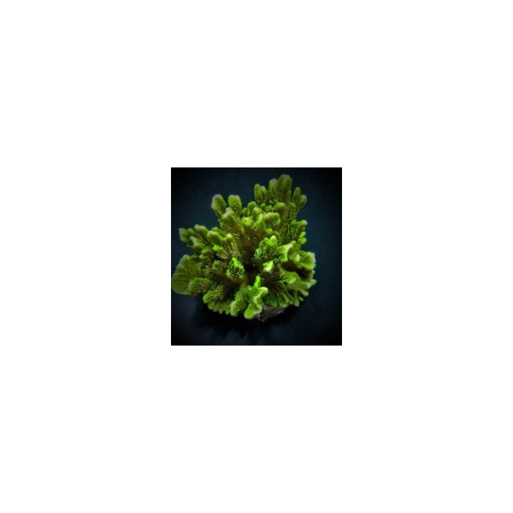 Montipora confusa | SPS-kivikoralli | Akvaariokeidas