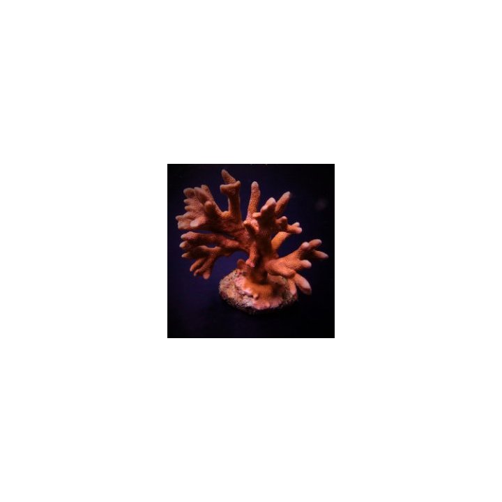 Montipora spp. (Branched) (Orange-Red) | SPS-kivikoralli | …