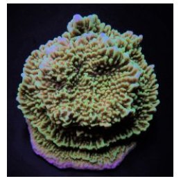 Montipora undata | SPS-kivikoralli | Akvaariokeidas