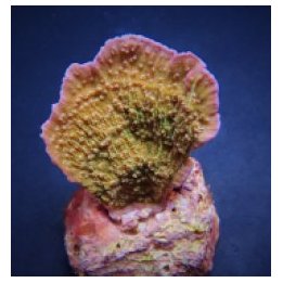 Montipora spp. (Laminar) (Pink Edge) | SPS-kivikoralli | Ak…