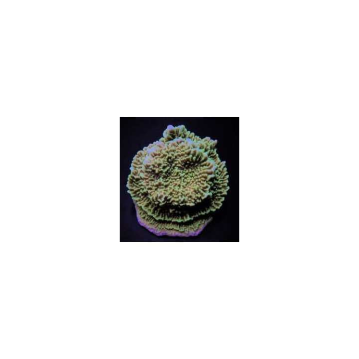 Montipora undata | SPS-kivikoralli | Akvaariokeidas