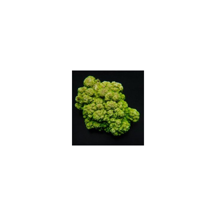 Montipora spp. (Encrusting) (Green) | SPS-kivikoralli | Akv…